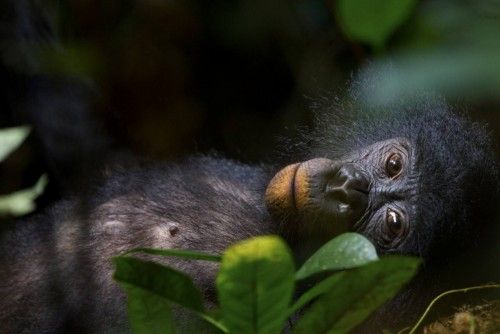 Bonobos - Our unknown cousins