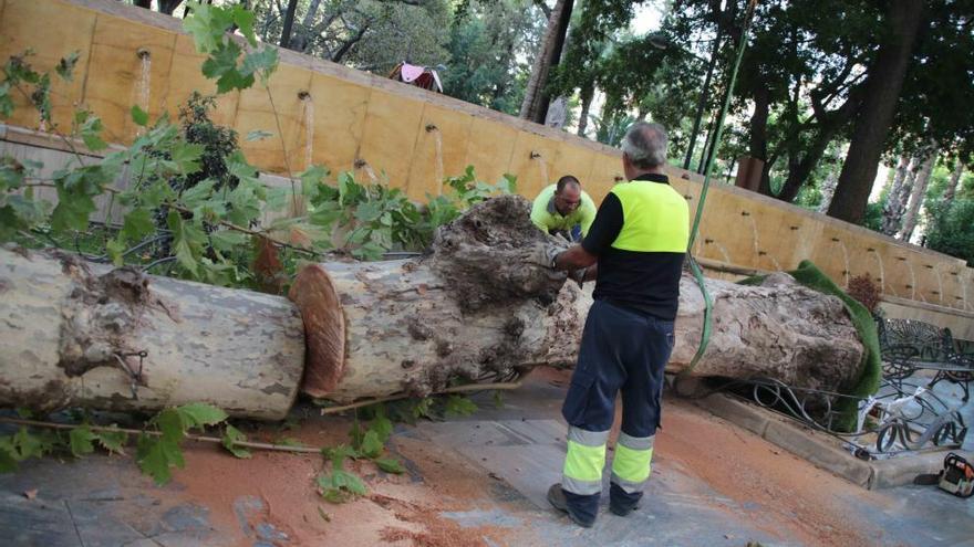 El árbol cayó dentro del propio jardín, sin afectar ni al paseo ni a la calle