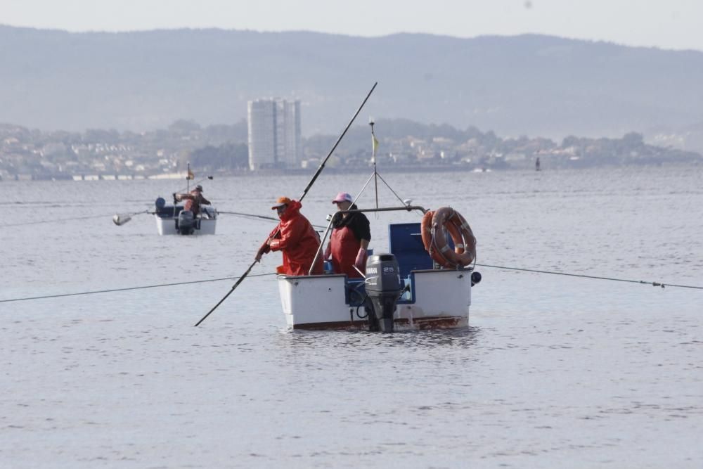 Tibio arranque del libre marisqueo en Cangas