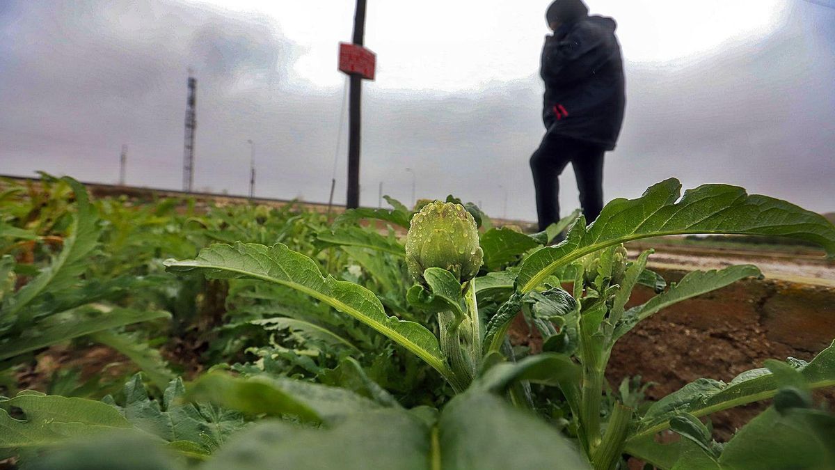 A terrace of artichokes from the traditional Orihuela garden, watered by the rains of the last few days. | TONY SEVILLA A terrace of artichokes from the traditional Orihuela garden, watered by the rains of the last few days. | TONY SEVILLA
