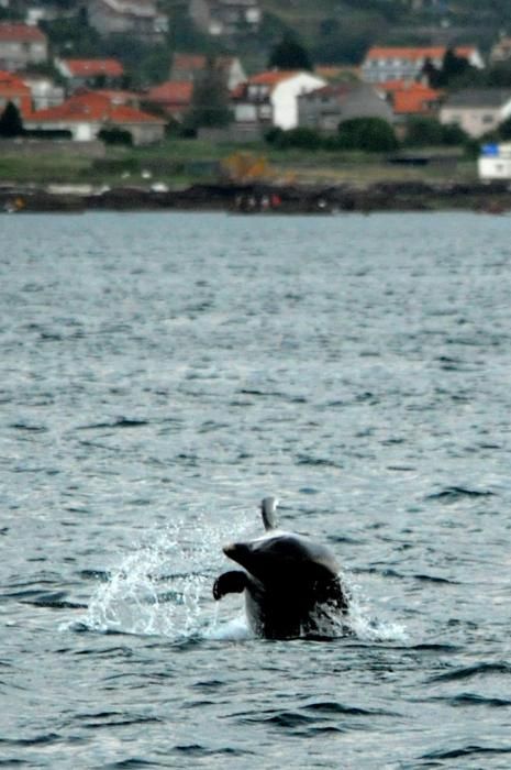 Baile de delfines en la Ría de Arousa