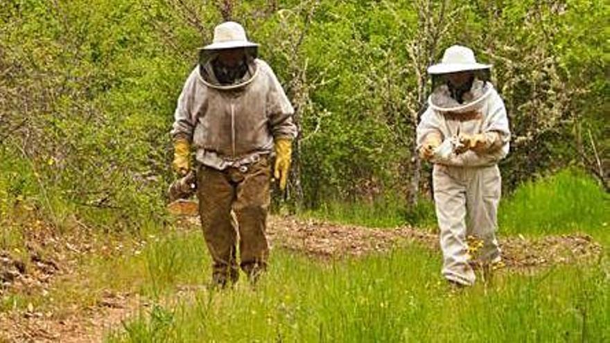 Apicultores de Gallegos del Campo ganan el Premio Nacional de “Miel Ámbar”