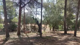Marratxí sanea los bosques de Es Garrovers y Sant Marçal para prevenir incendios y recuperar espacios para ocio vecinal