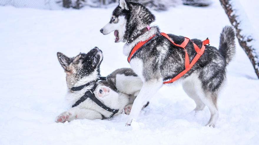 Estas son las razas de perros que mejor aguantan el frío