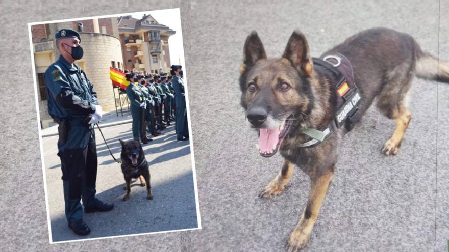 Estos 11 perros policías se jubilan y buscan familias que los adopten