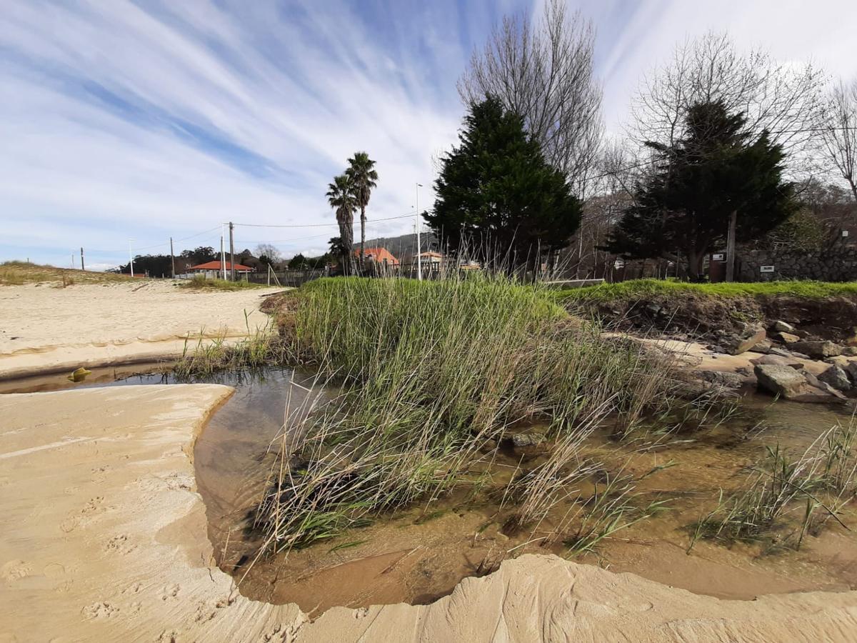 Los juncos que crecen en la desembocadura del río, entre Agrelo y Portomaior.