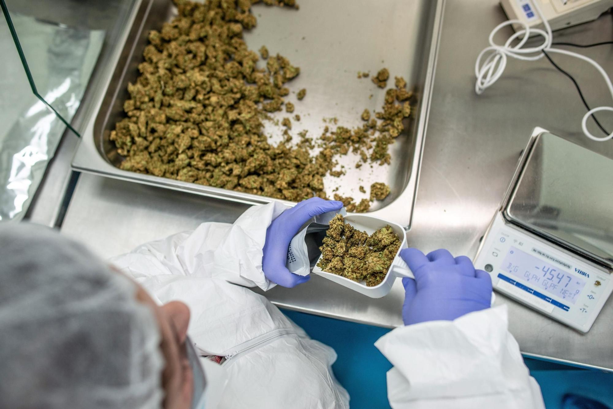 Israel aprobó en 2019 la exportación de cannabis medicinal. En la imagen, un trabajador de BOL Pharma empaqueta marihuana.