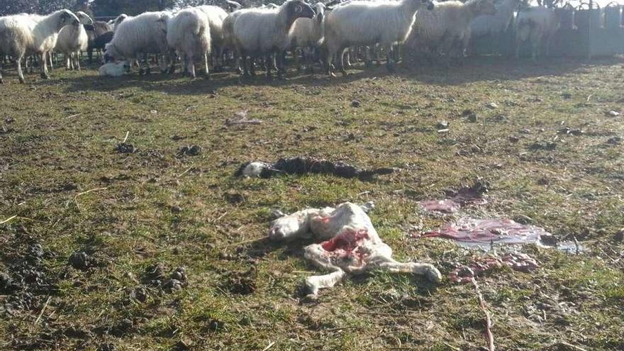 Dos corderos matados ayer por cuervos en la explotación de Tudera.