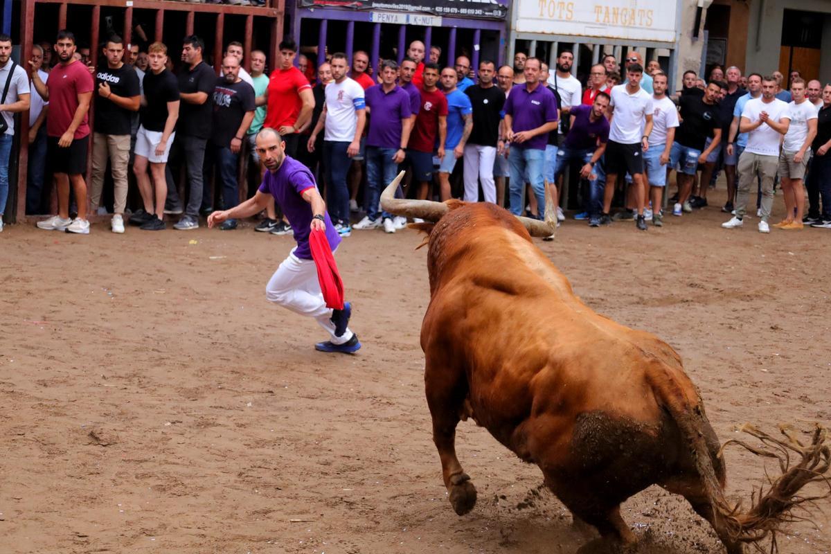 Así ha sido la última jornada de 'bous per la Vila' en Almassora