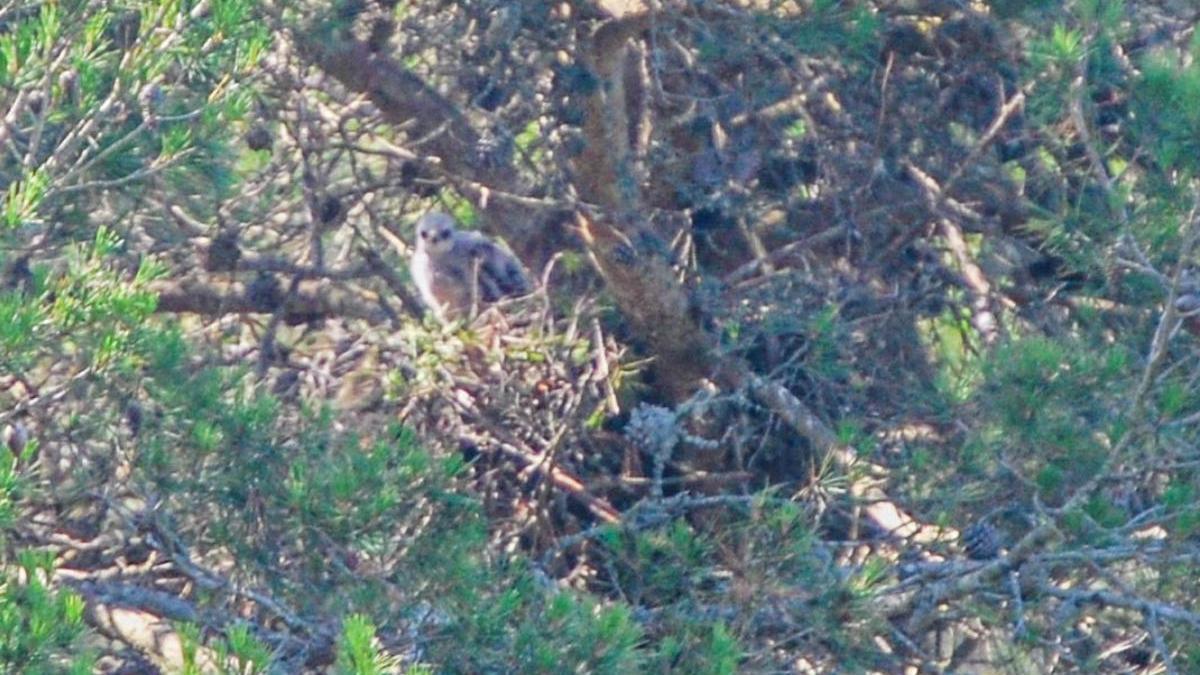 El nido de &#039;busardo ratonero&#039; localizado en el parque de Mondragó.