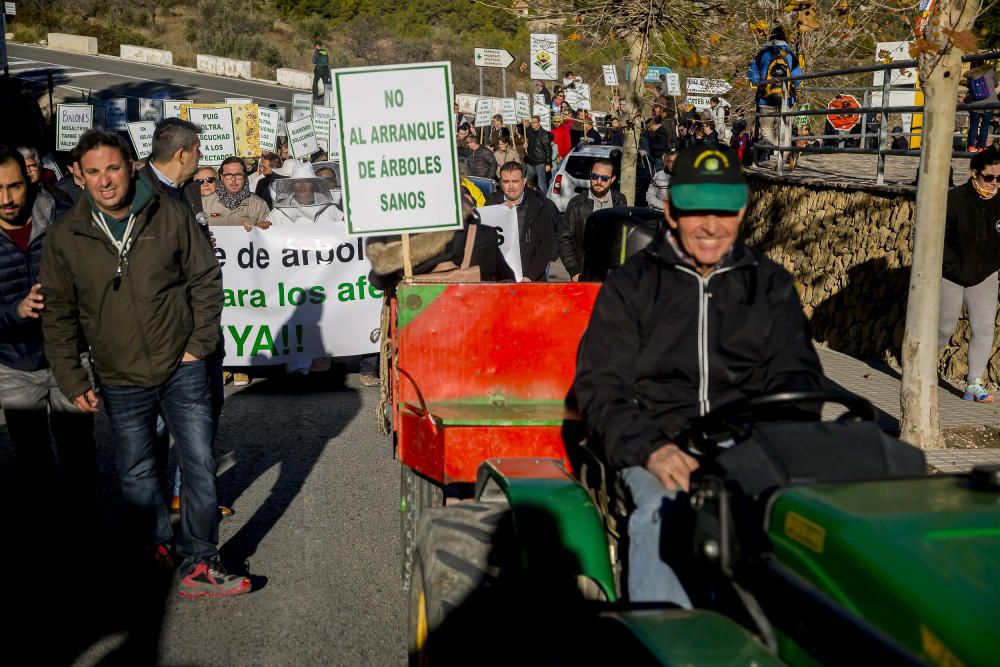 Agricultores de la provincia se manifiestan contra el plan de erradicación de la Xylella del Consell