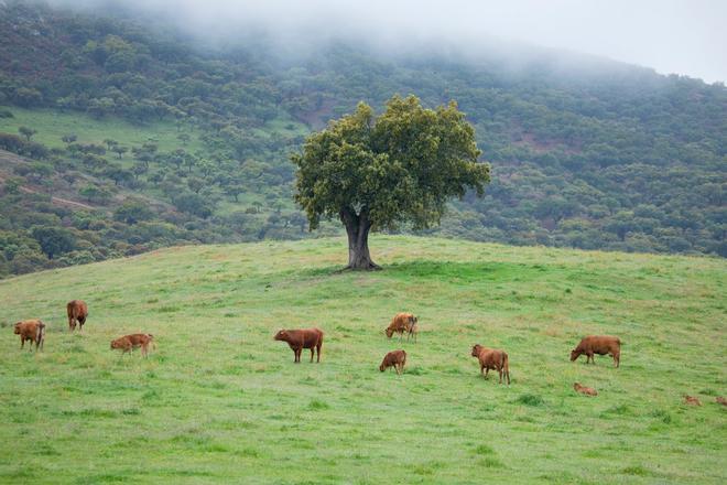 Parque Natural Sierra de Aracena