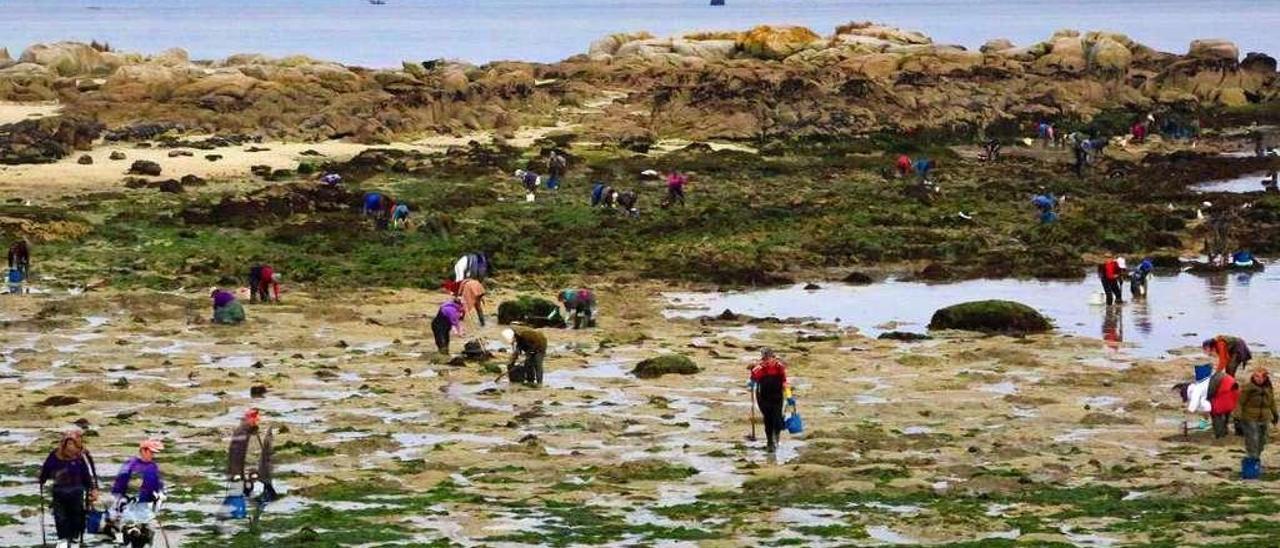 Marisqueo a pie en las autorizaciones de la cofradía de pescadores San Martiño. // Muñiz