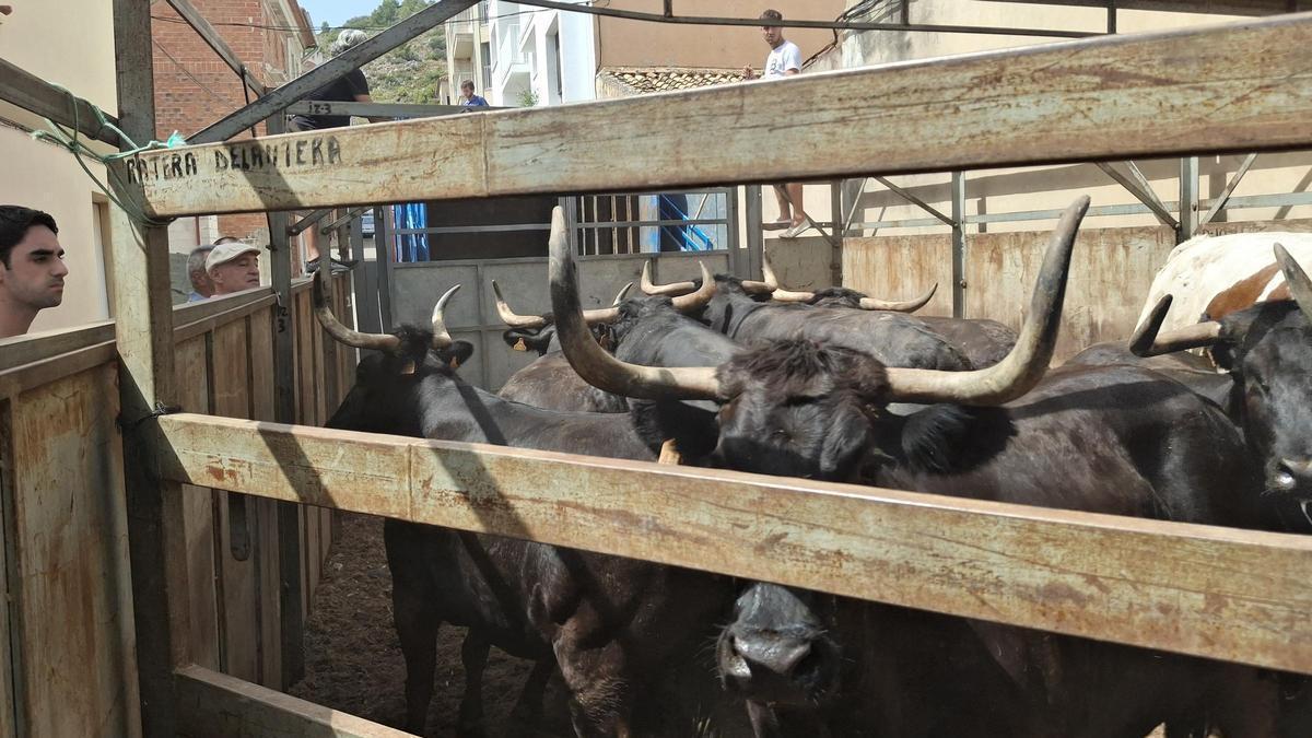 Los toros del encierro de esta mañana de viernes en el corral del que se escapó la vaquilla