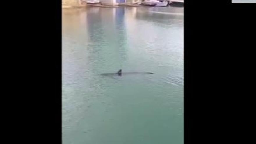 Blauhai im Hafen von Porto Pí gesichtet