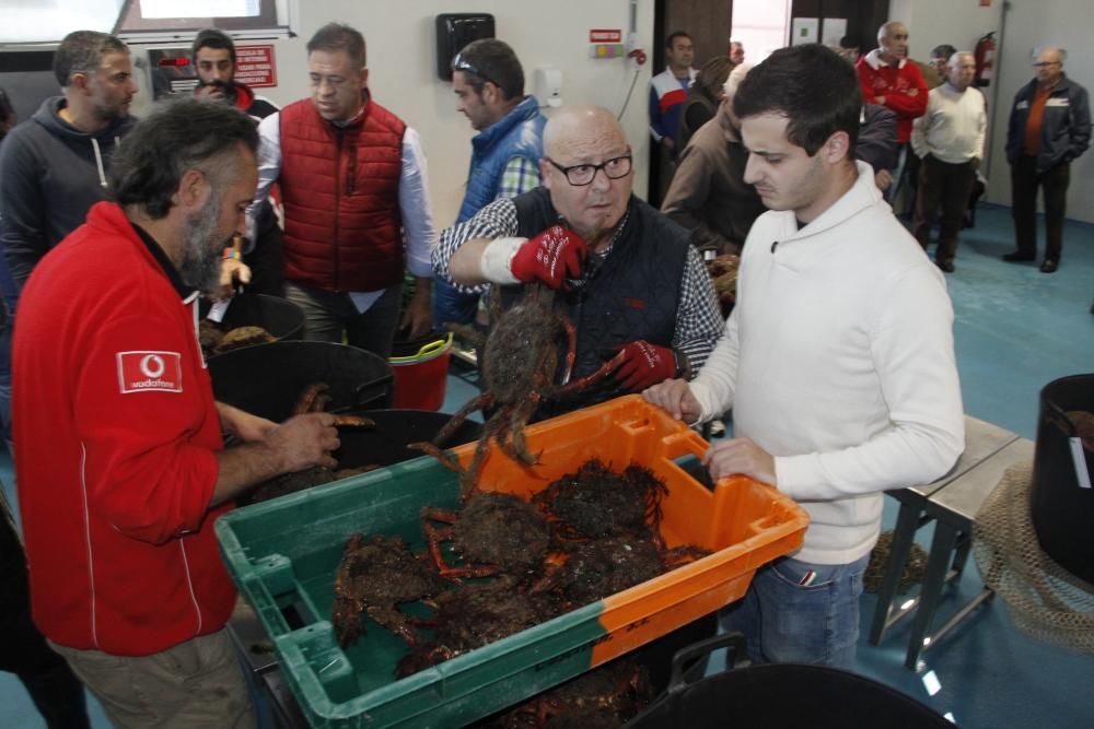 Apertura de la veda de la centolla en O Morrazo