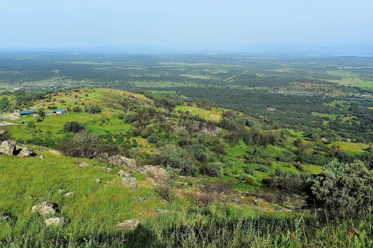 Los troncos calcinados aún dominan una de las laderas afectadas por el incendio, mientras la vegetación comienza a abrirse paso entre las cenizas