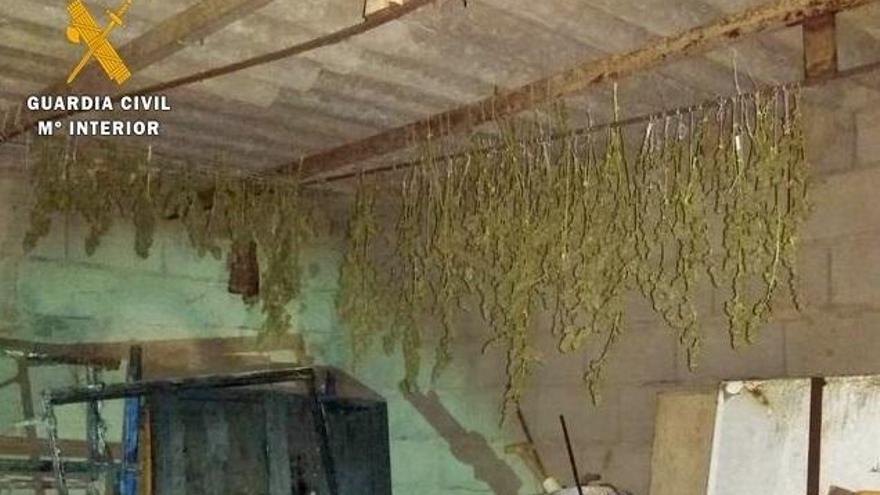Ocho detenidos en el desmantelamiento de cuatro plantaciones de marihuana en localidades pacenses