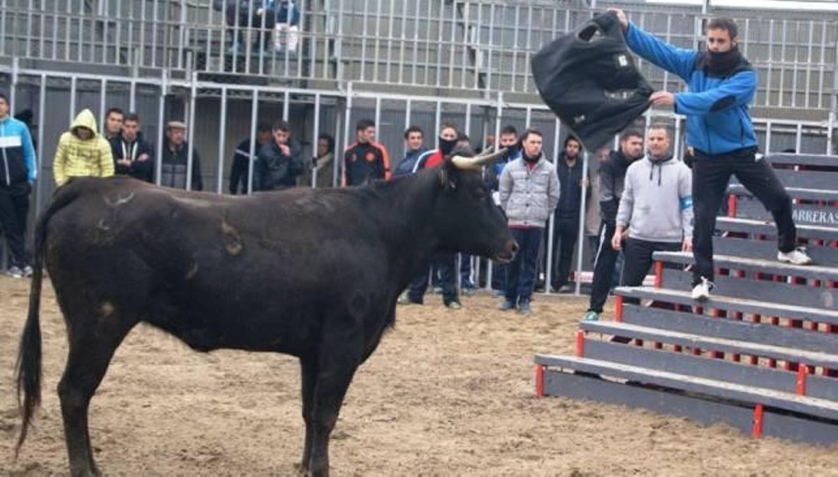 Los actos taurinos llegan a las fiestas de Sant Antoni de Benicàssim