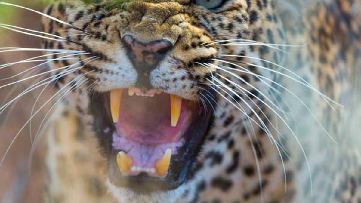 El leopardo es uno de los grandes felinos más adaptables