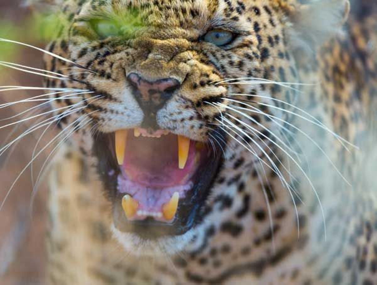 El leopardo es uno de los grandes felinos más adaptables