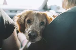 Cómo llevar a nuestro perro en el coche de forma segura (y evitar multas)