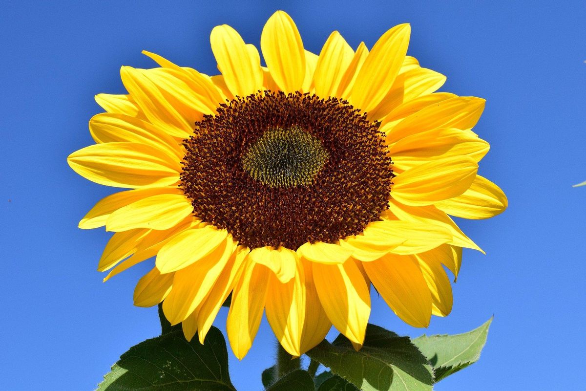 El girasol necesita estar en un lugar muy soleado de la casa