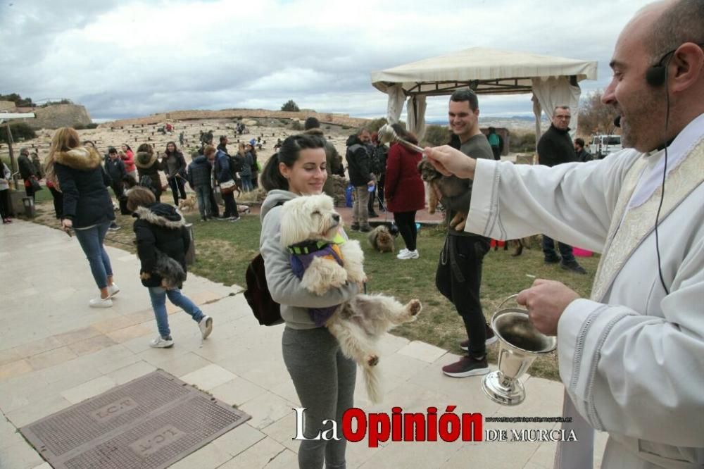 Jornada especial por San Antón en la Fortaleza del Sol de Lorca