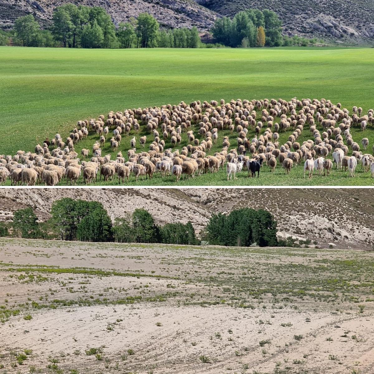 Efectos de la sequía, entre el pasado año y este, en el paraje la Junquera, El Moralejo (Caravaca).