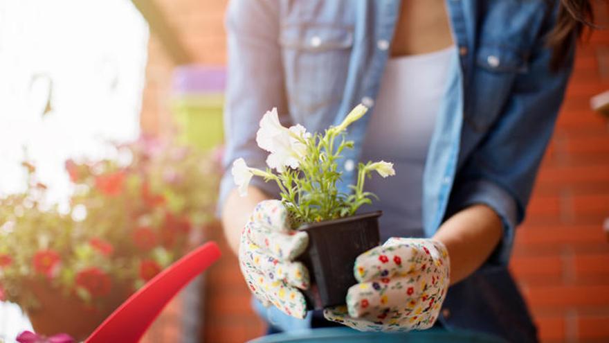 Cómo hacer hidrogel casero para tus plantas.