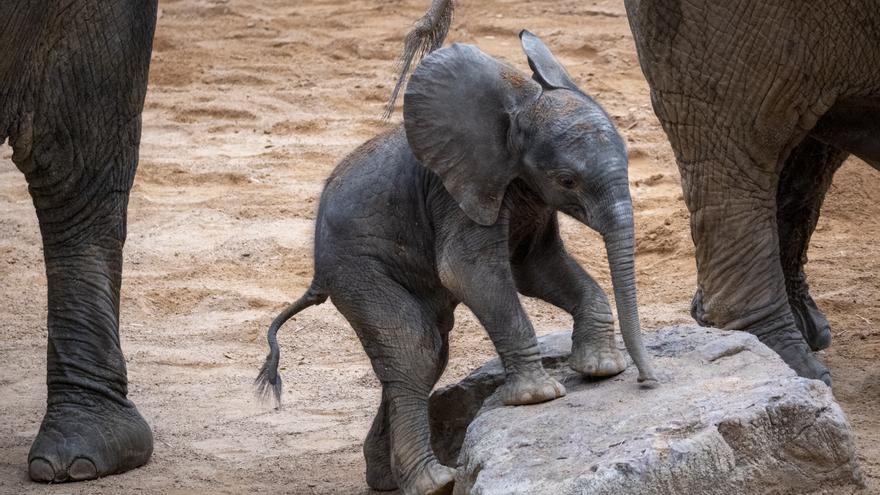 Nacimiento en directo del primer elefante en BIOPARC Valencia