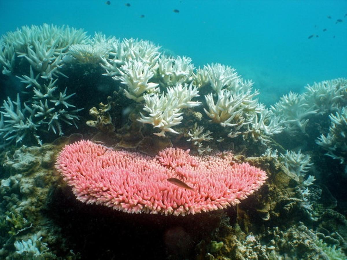 Coral blanquinós a l’illa de Halfway a la Gran Barrera de Coral d’Austràlia, atacada per una espècie d’estrella de mar anomenada ’corona d’espines’ que fa més d’1 metre de diàmetre i que passa la meitat de la seva vida menjant-ne.