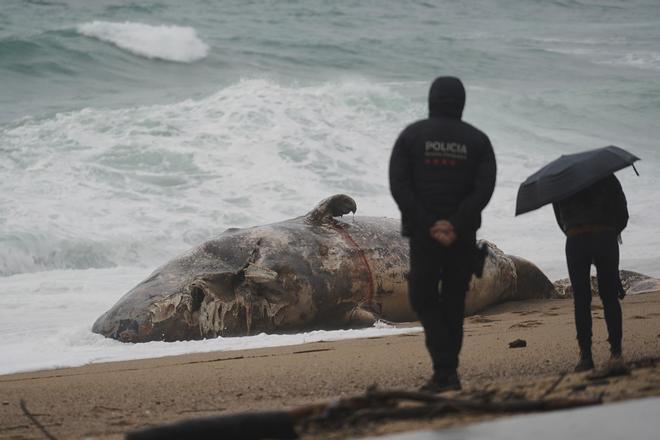 Imatges de la balena morta arrossegada pel temporal a la costa de Platja d'Aro