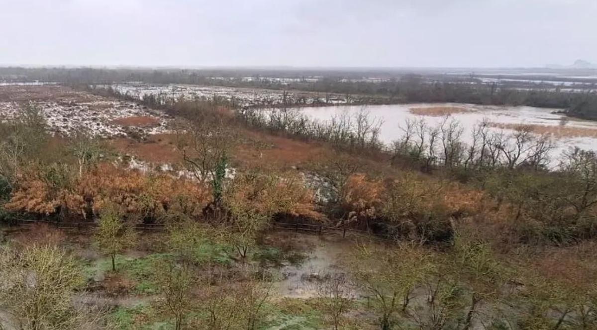 Els Aiguamolls de l'Empordà, plens d'aigua fa uns dies.