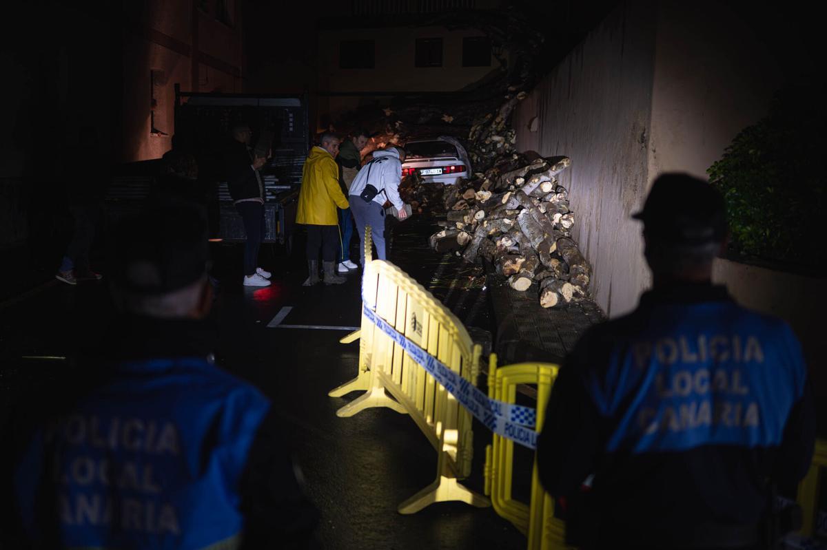 Caída de un drago centenario en Los Realejos