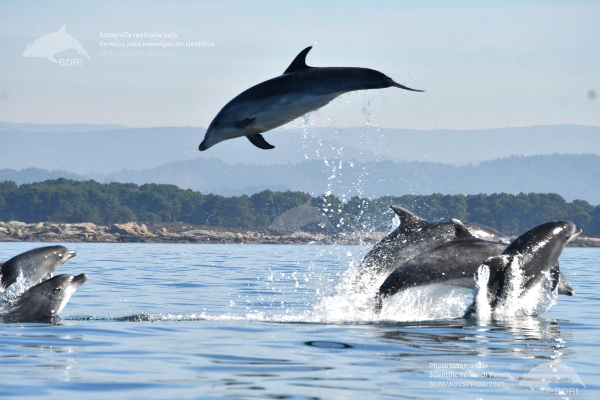Un grupo de delfines mulares (arroaces) en la ría.