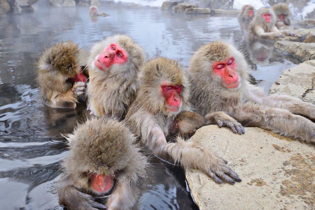 Baño termal monos Japón