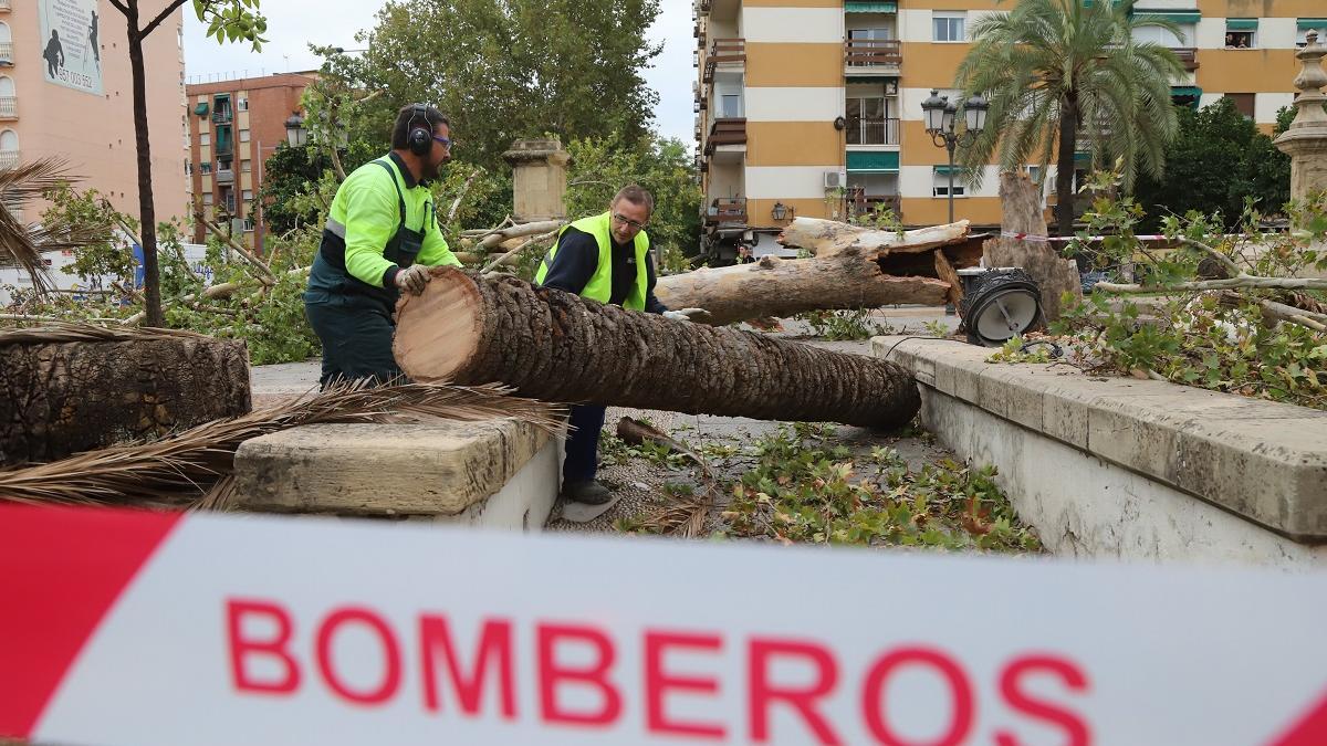 Operarios municipales retiran los restos de una palmera derribada por el temporal Bernard, el pasado lunes 23 de octubre.
