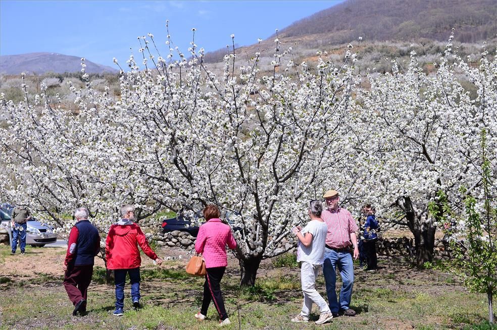 La eclosión del cerezo en flor