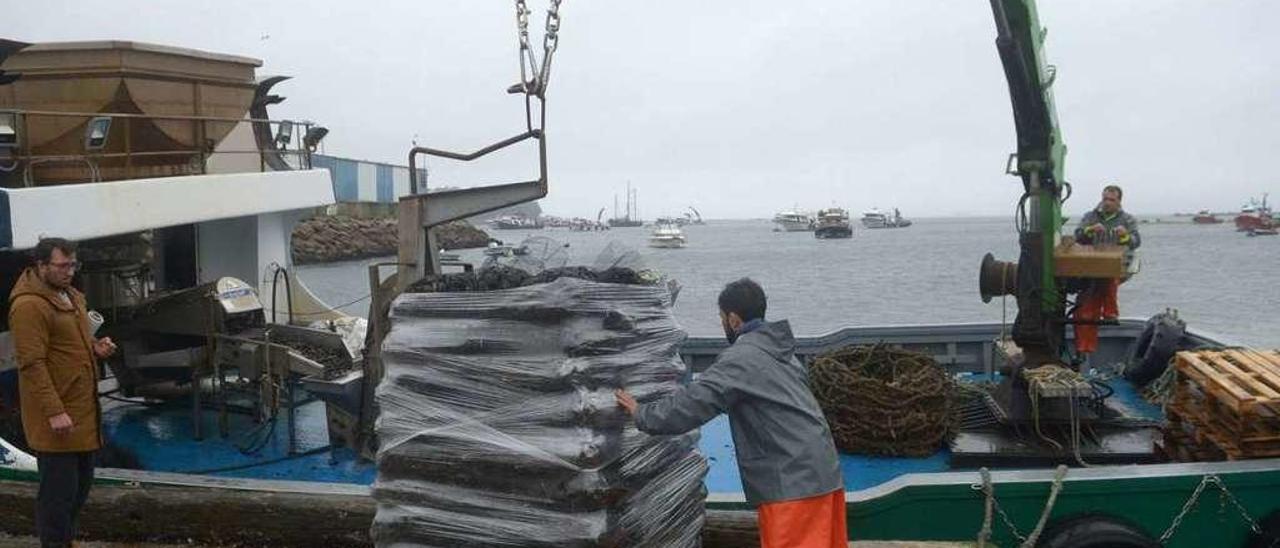 Descargas de mejillón en el muelle de A Illa de Arousa. // Noé Parga