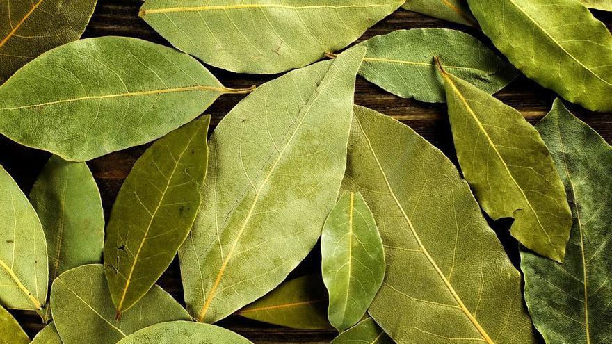 HOJA DE LAUREL EN CUBO DE LA FREGONA  Adiós al jabón: la razón por la que  debes echar hojas de laurel en el cubo de la fregona