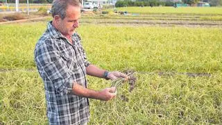 Las altas temperaturas arruinan la cosecha del ajo tierno en Xàtiva