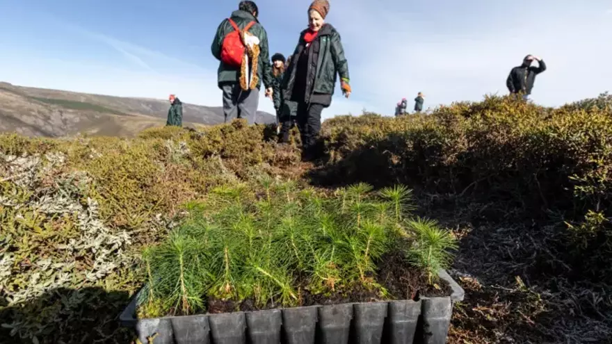 Plantación del proyecto Life Terra del pasado 22 de enero en la Sierra da Estrela, al norte de Portugal.