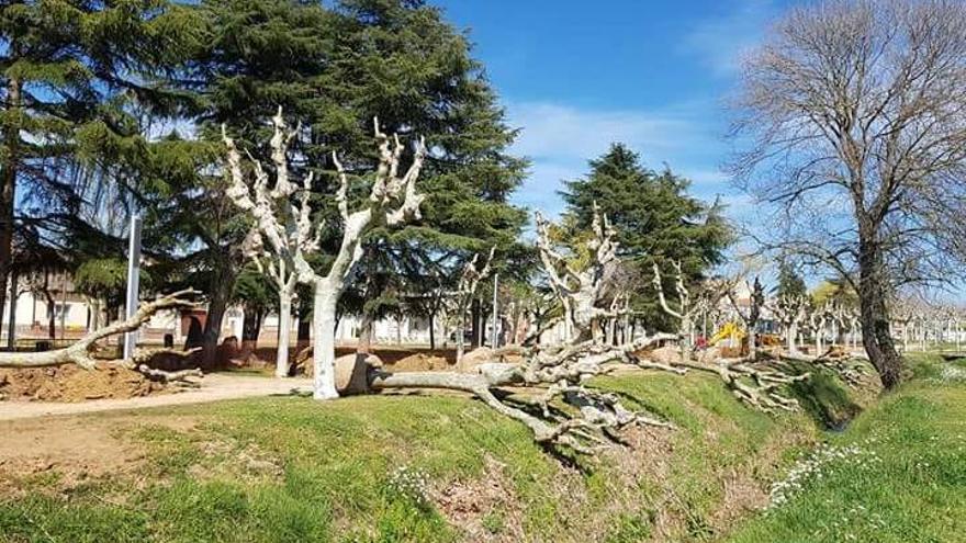 ERC denuncia que el govern de Vidreres es ven els plàtans del parc de Mas Flàssia