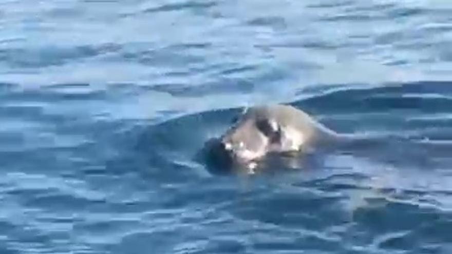 La foca Oza retoza en aguas de Baiona