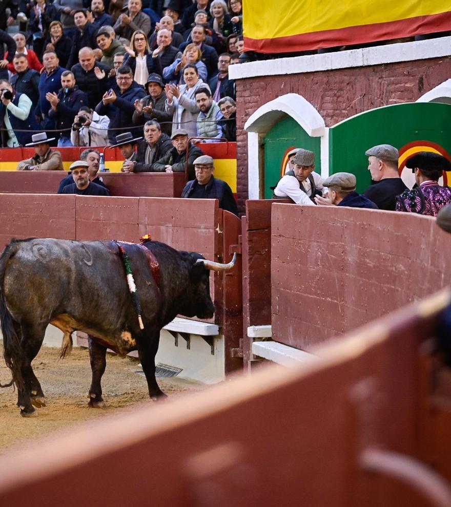 &#039;Ruiseñor&#039;, el primer toro indultado de la historia de la plaza de toros de Castelló, vuelve a su casa