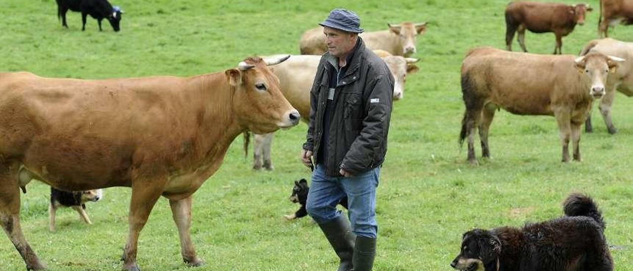 Manuel Hilario García, ayer, en su explotación de vacuno de carne de Merlín. // Bernabé/Javier Lalín