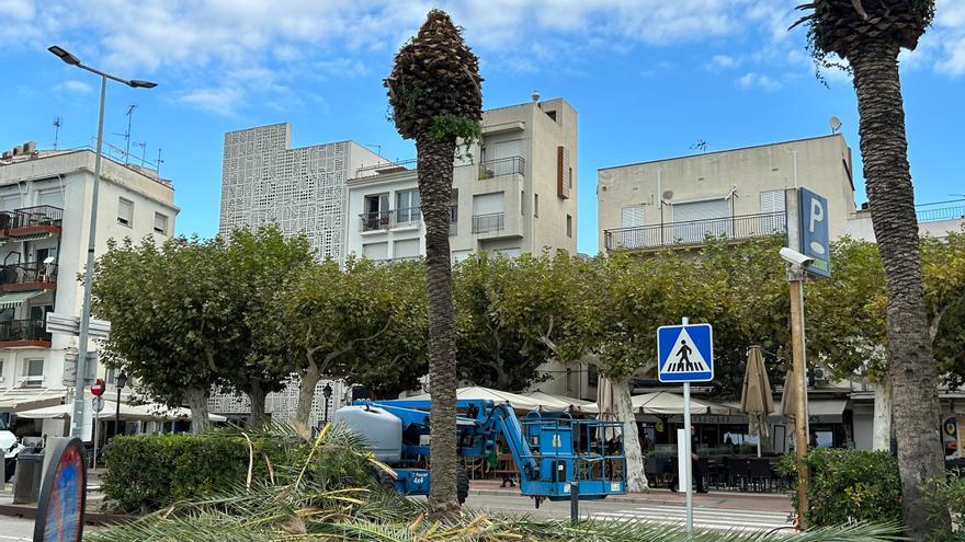 Roses retira 15 palmeres de l&#039;avinguda de Rhode pel risc de caiguda