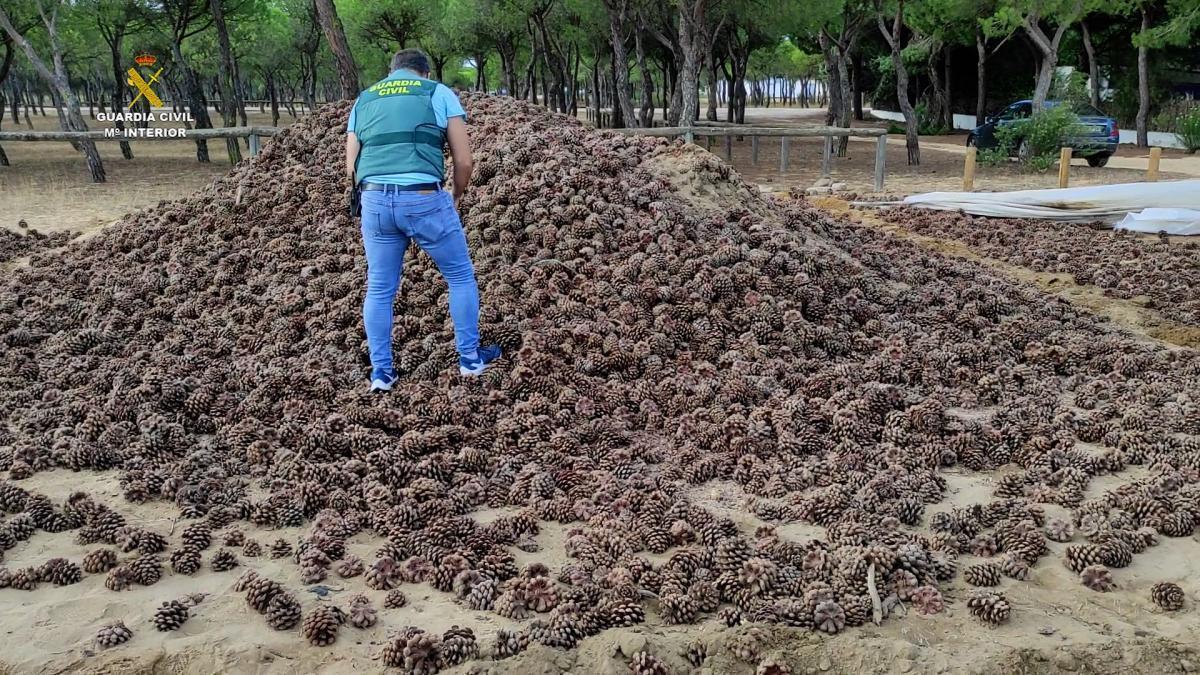 Desarticulado un grupo criminal dedicado al hurto de piñas que operaba en Córdoba y Huelva