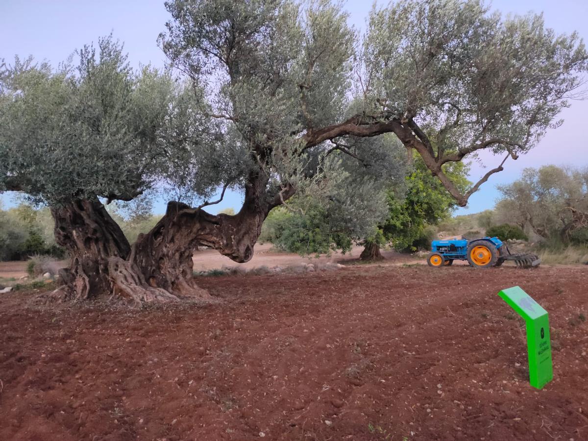 El olivo es de la variedad Farga y se halla situado en Cervera del Maestre.